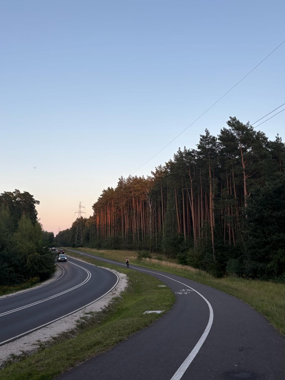 Cycleway curving through a pine forest at sunset